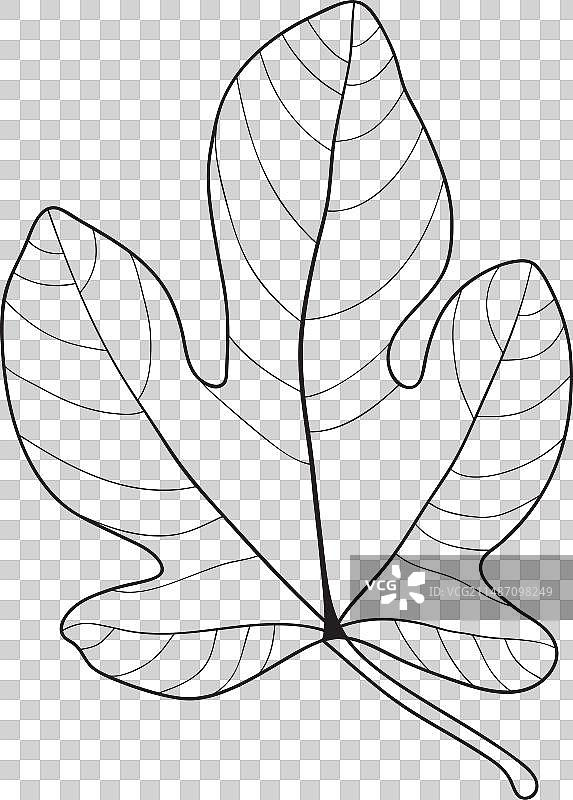 无花果叶轮廓植物图片素材