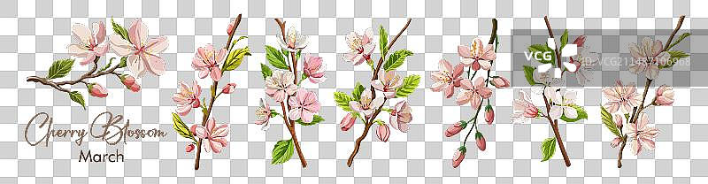 三月生日花：樱花图片素材