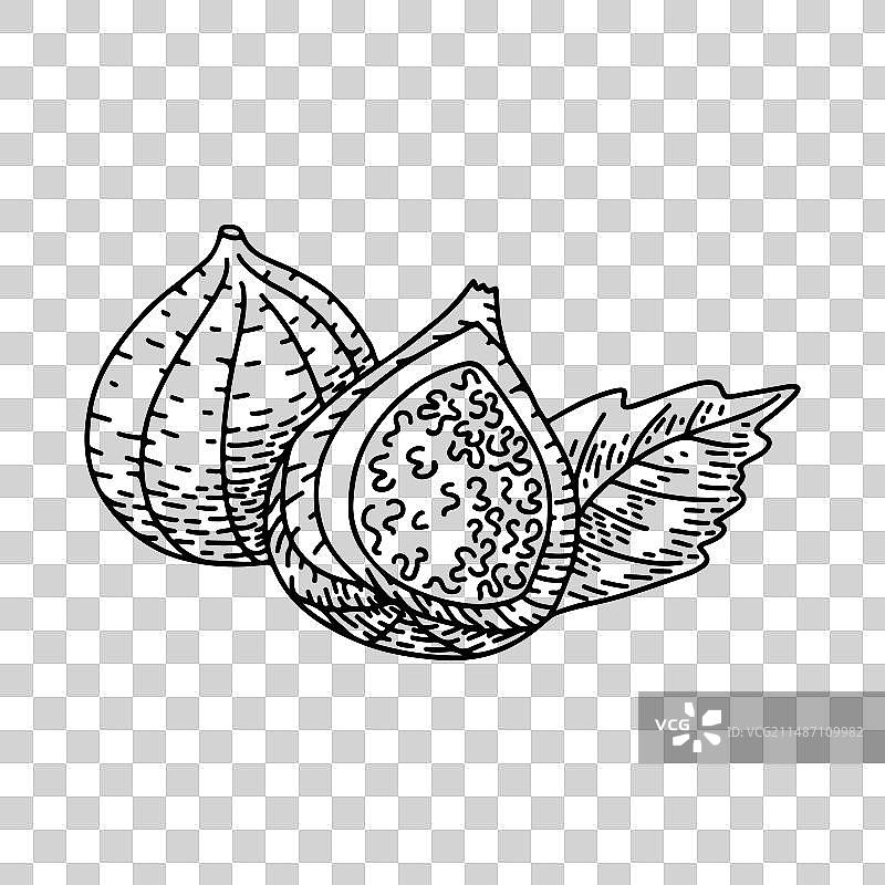 手绘无花果轮廓雕刻图案图片素材