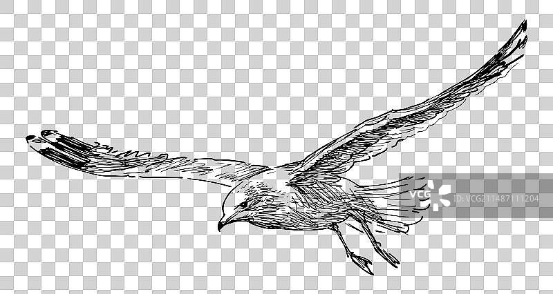 在天空中飞翔的野生白色海鸥素描图片素材