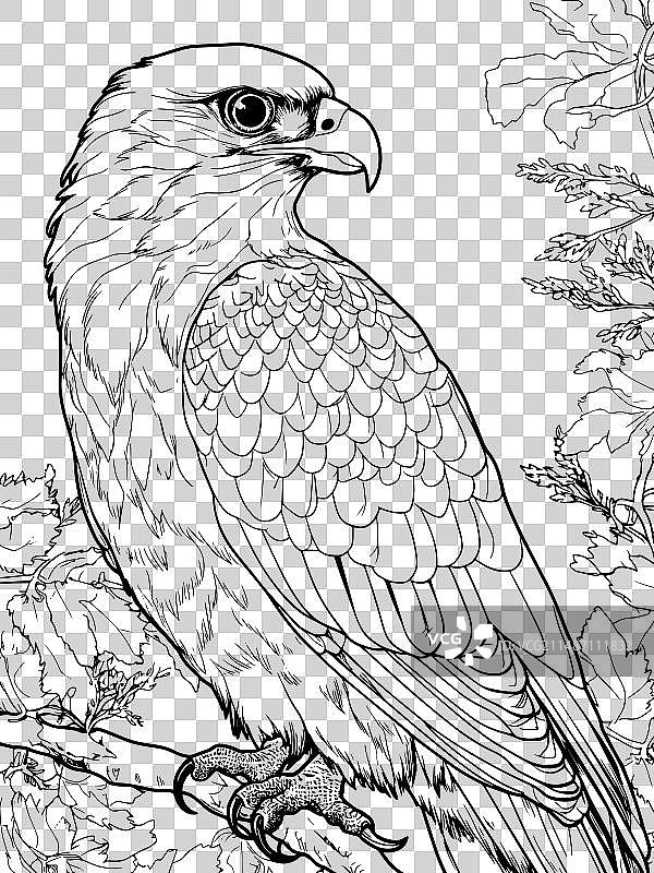儿童涂色书：野生猎隼图片素材