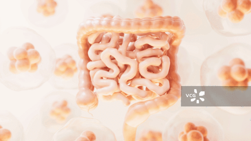 内脏器官肠道3D渲染图片素材