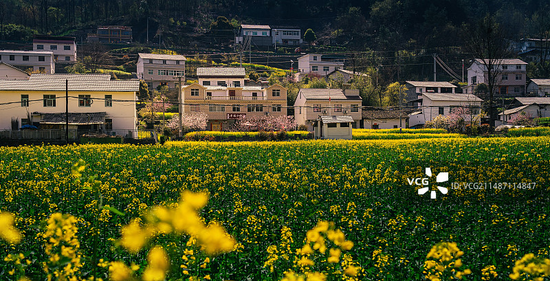 湖北省十堰市郧阳区五峰乡油菜花海图片素材