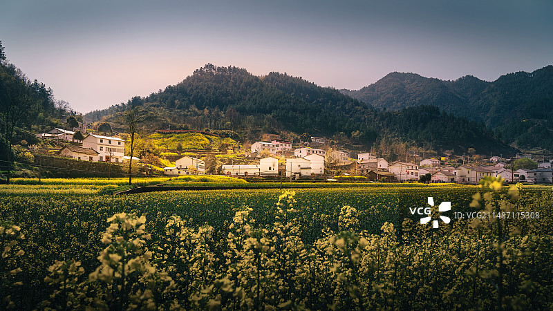 湖北省十堰市郧阳区五峰乡油菜花海图片素材