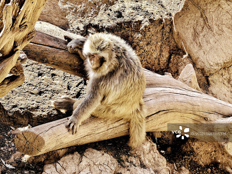 金丝猴（拍摄于云南野生动物园）图片素材