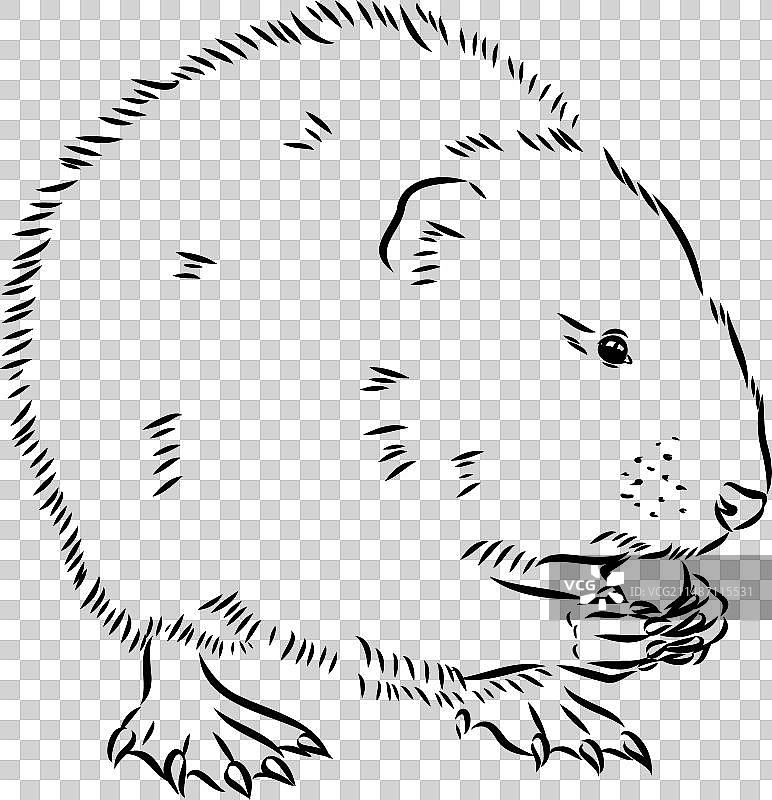 白色背景上的麝鼠轮廓图片图片素材