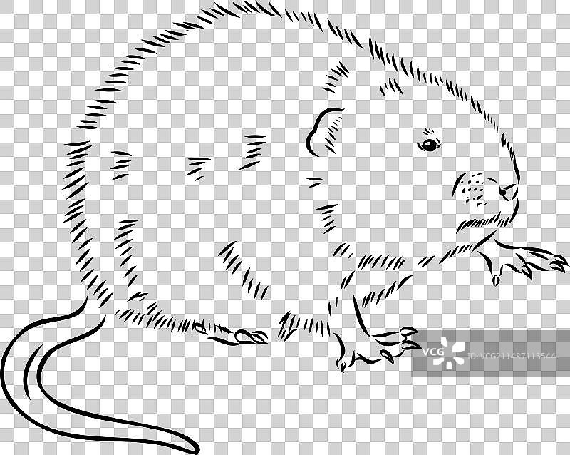 白色背景上的麝鼠轮廓图片图片素材