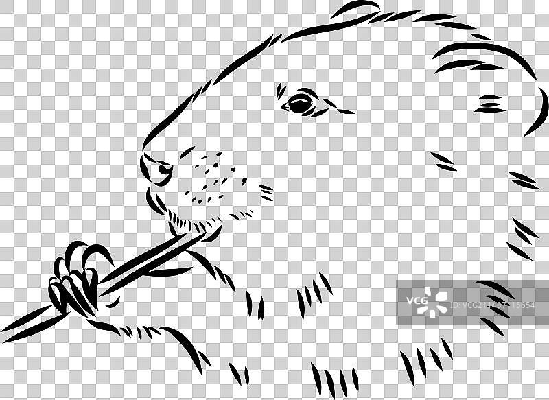 白色背景上的麝鼠轮廓图片图片素材