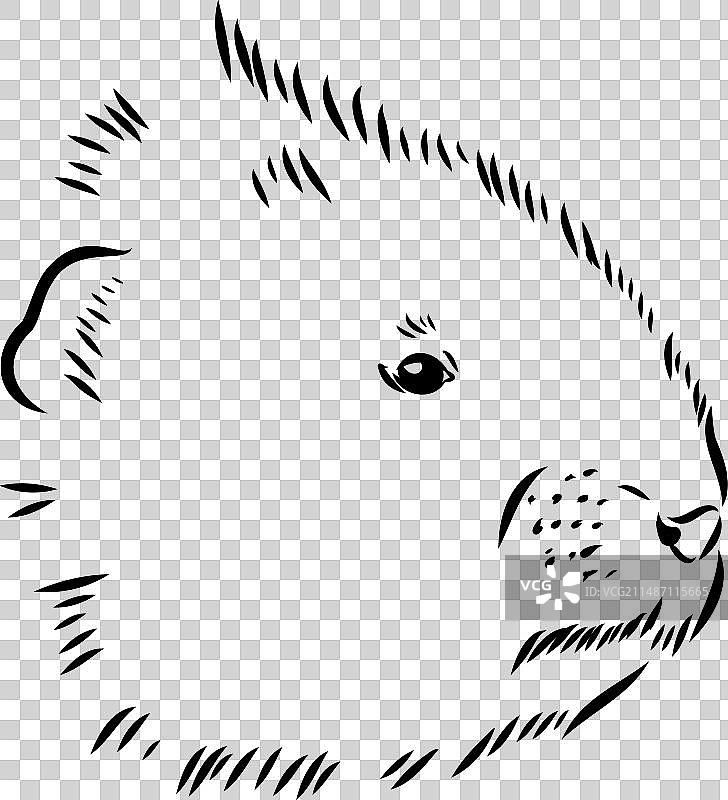 白色背景上的麝鼠轮廓图片图片素材