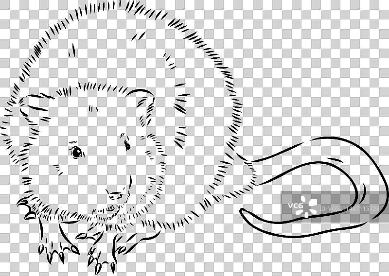 白色背景上的麝鼠轮廓图片图片素材