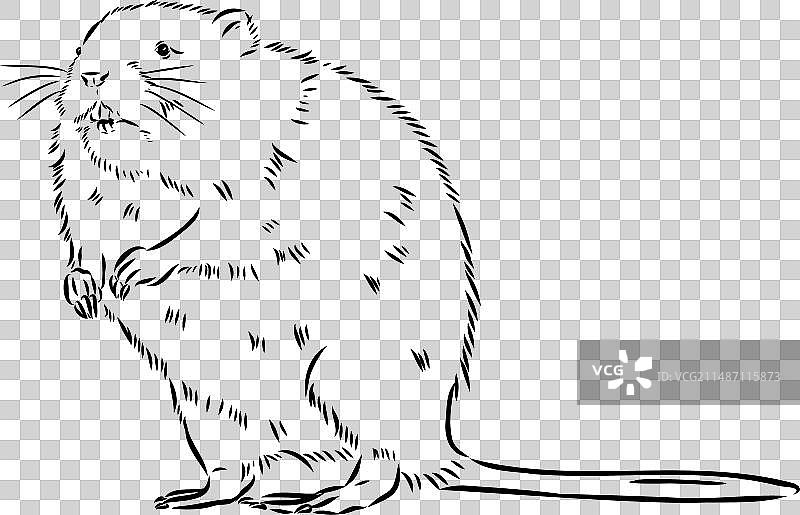 白色背景上的麝鼠轮廓图片图片素材