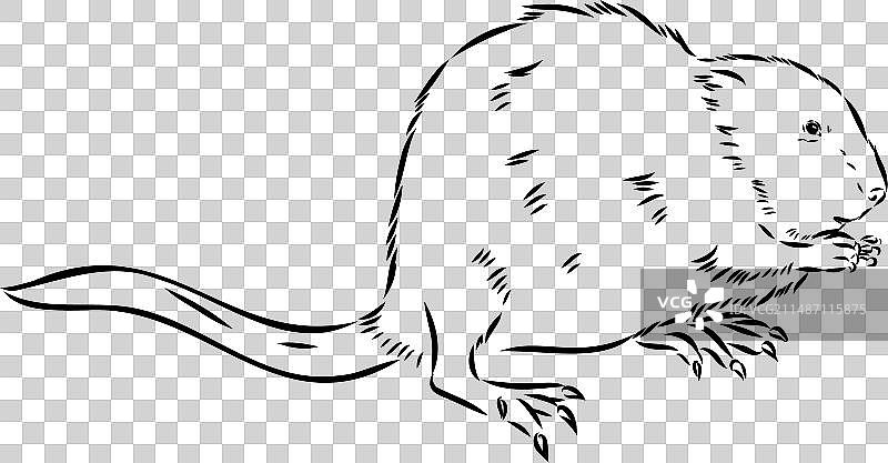 白色背景上的麝鼠轮廓图片图片素材