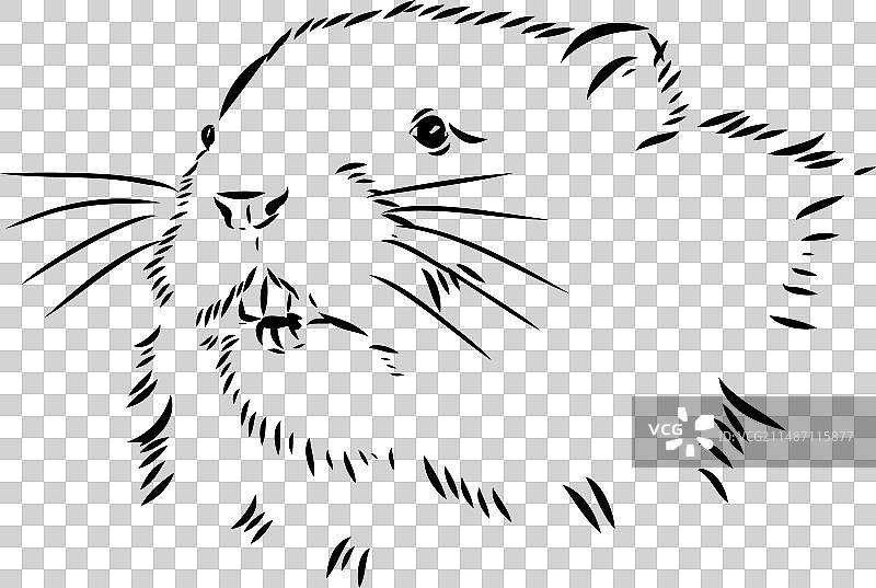 白色背景上的麝鼠轮廓图片图片素材