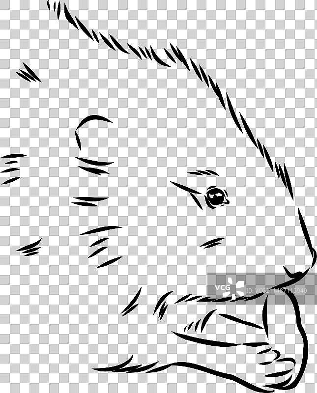 白色背景上的麝鼠轮廓图片图片素材