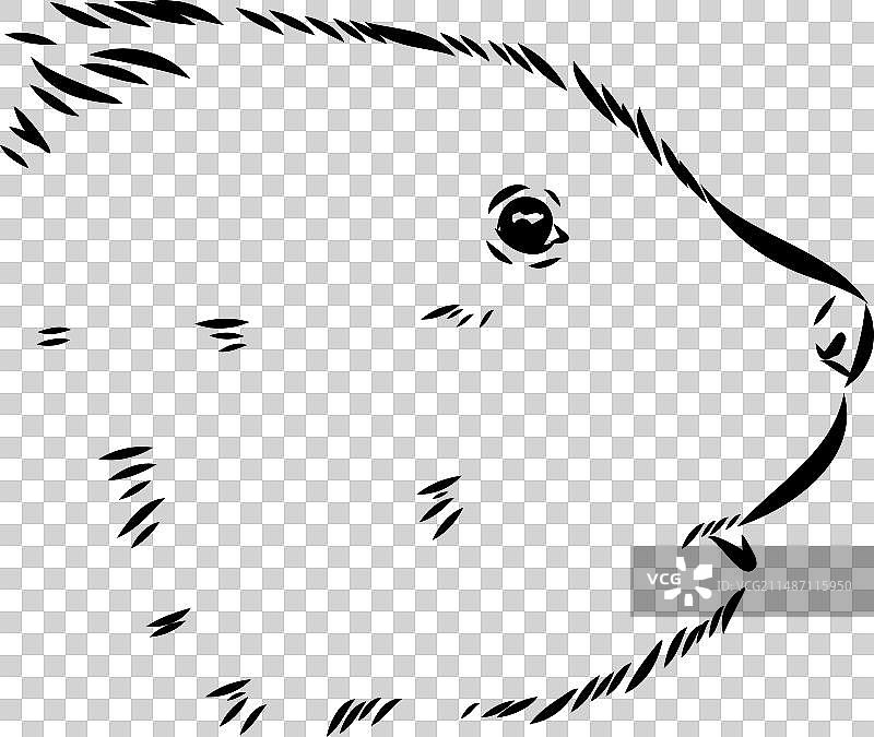 白色背景上的麝鼠轮廓图片图片素材