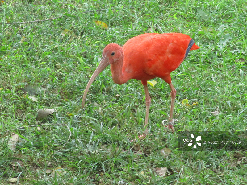 小火烈鸟 动物园里的火烈鸟图片素材