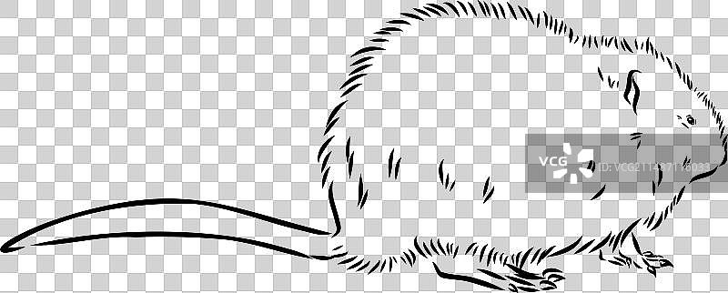 白色背景上的麝鼠轮廓图片图片素材