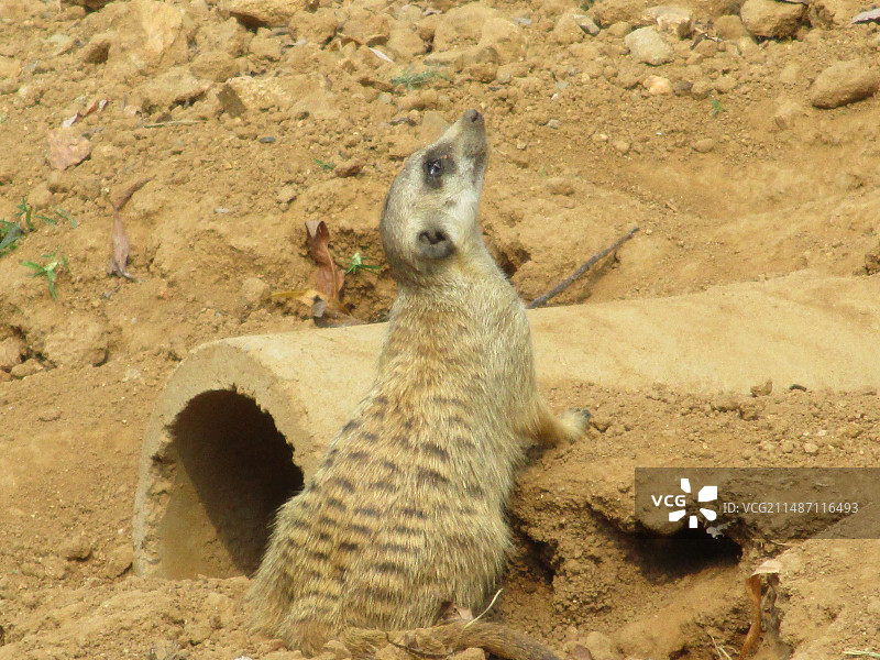 猫鼬 秦皇岛野生动物园图片素材