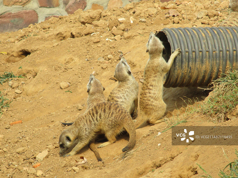 猫鼬 秦皇岛野生动物园图片素材