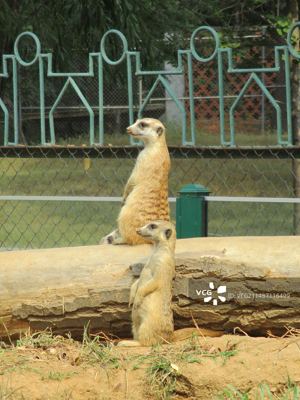 猫鼬 秦皇岛野生动物园图片素材