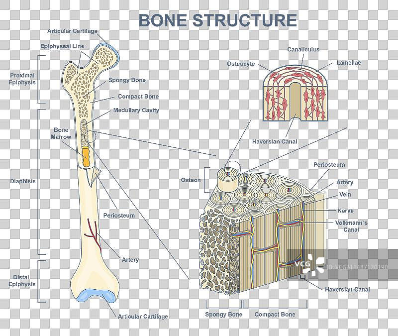 带独立轮廓的骨骼横截面图片素材