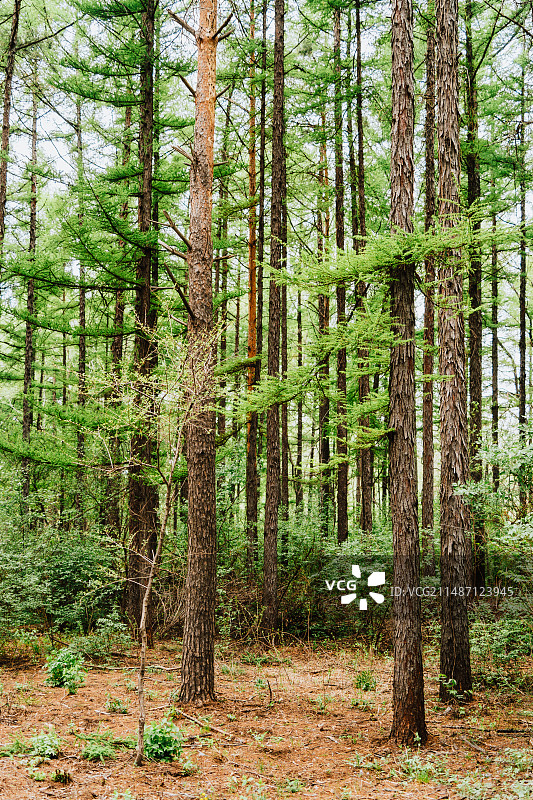 长春净月潭森林浴场图片素材