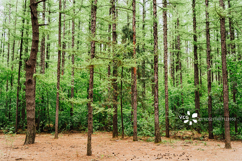 长春净月潭森林浴场图片素材