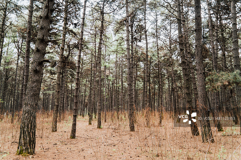 长春净月潭森林浴场图片素材