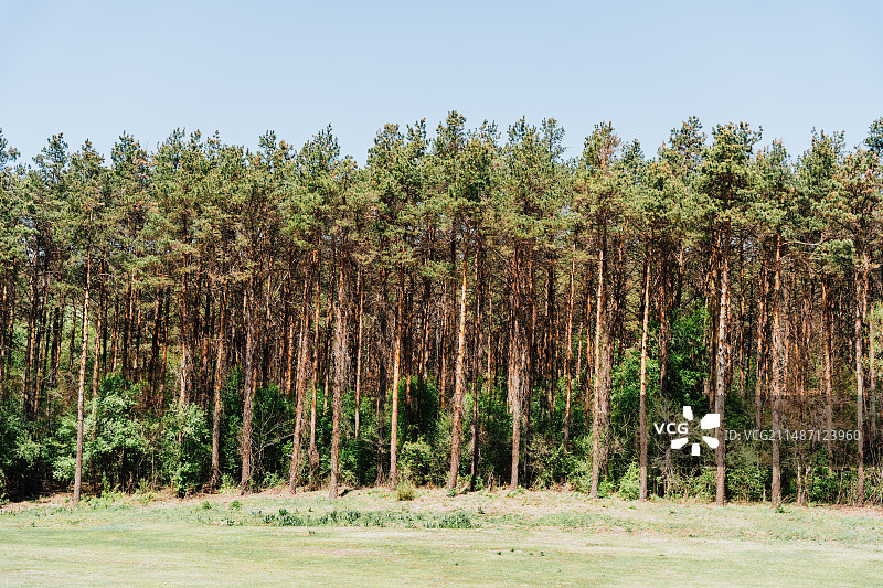 长春净月潭森林浴场图片素材