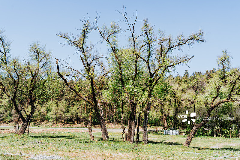 长春净月潭森林浴场图片素材