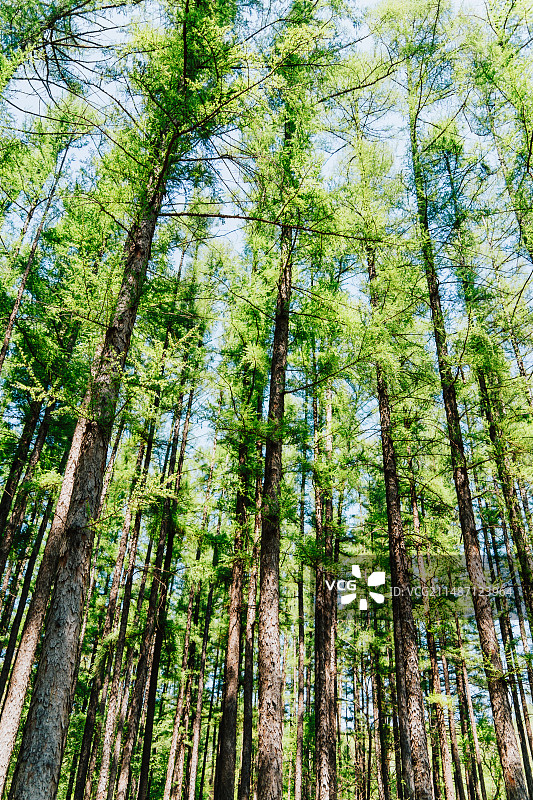 长春净月潭森林浴场图片素材