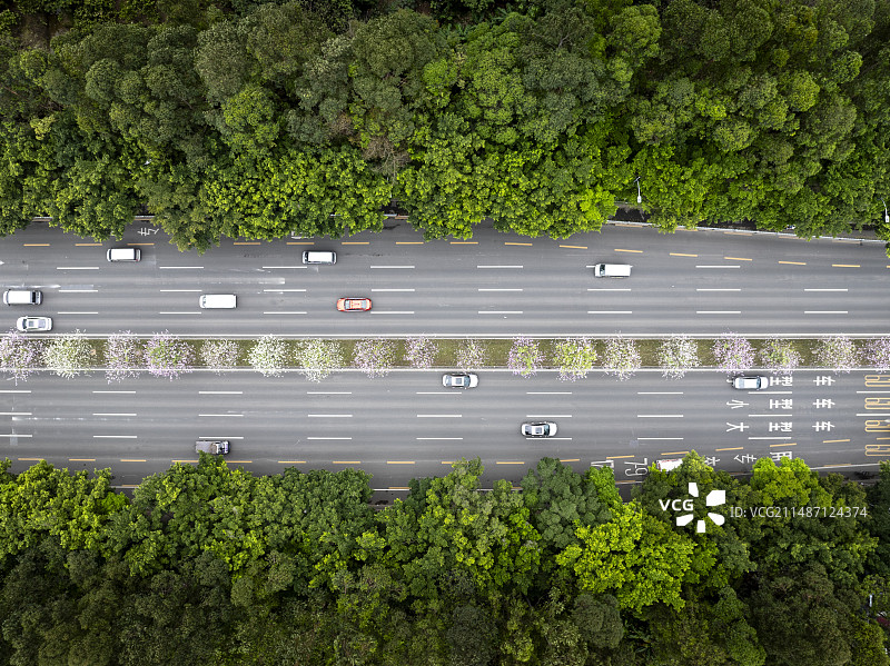 四季花城，缤纷春天，洋紫荆花盛开的城市道路图片素材