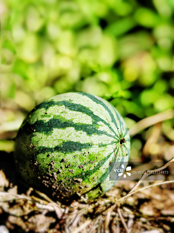 大西瓜在田地里的特写镜头图片素材
