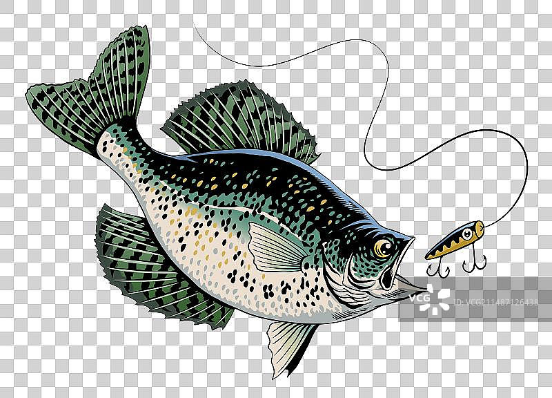 在水中捕捉的刺盖太阳鱼图片素材