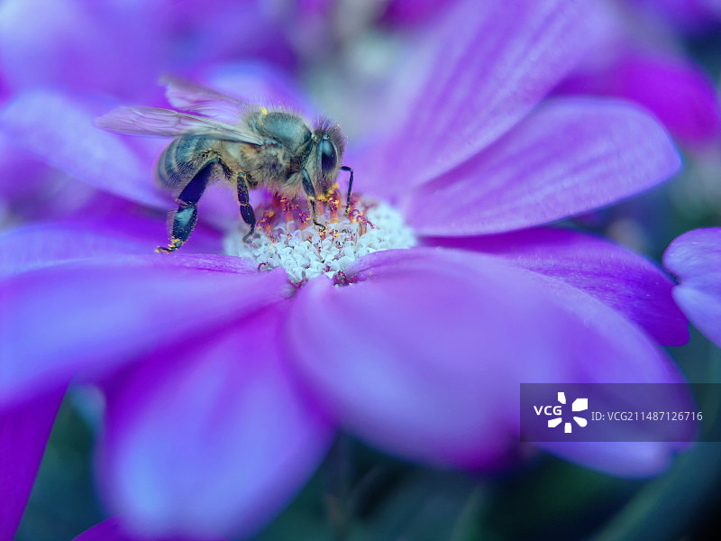 蜂花恋图片素材