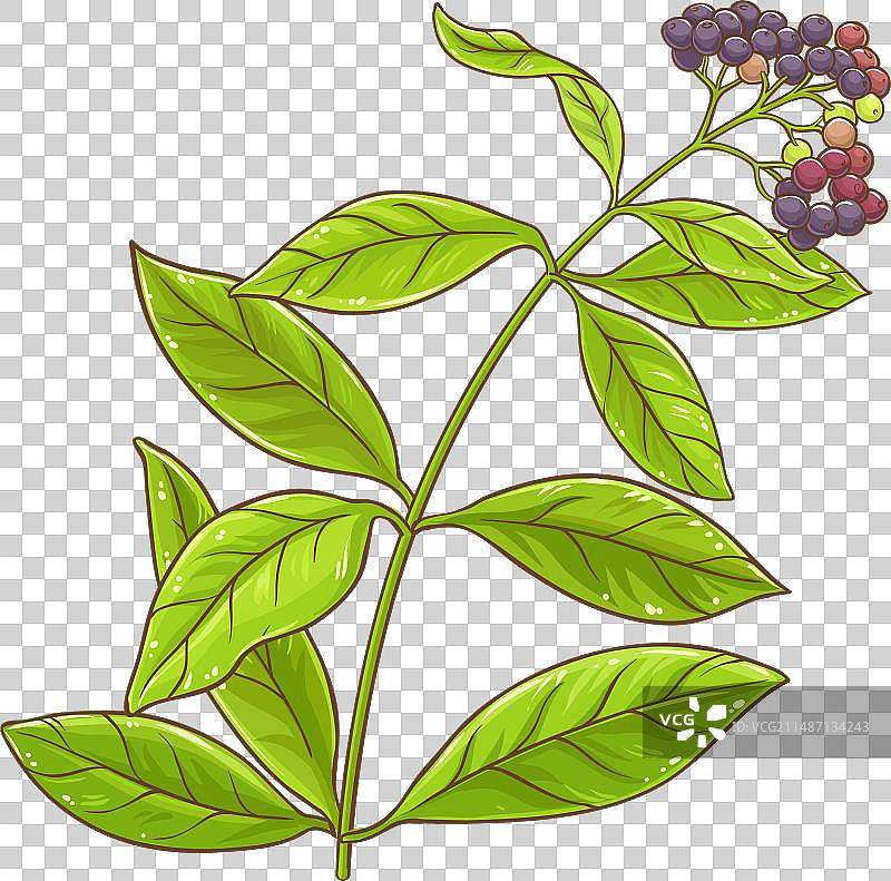 多香果植物彩色细节图片素材