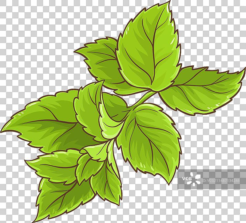 彩色薄荷枝图片素材