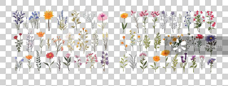 野生草甸鲜花自然素材图片素材