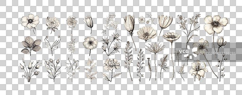 雕刻风格的春天轮廓花朵图片素材