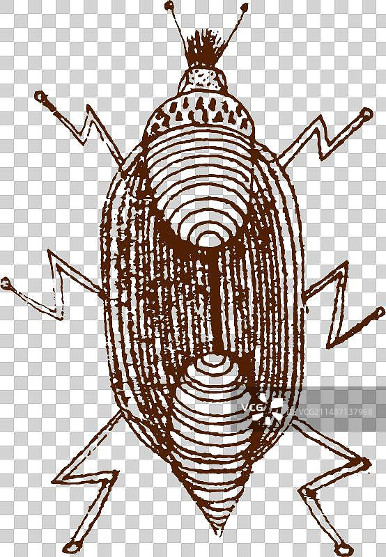 手绘虫子草图图片素材