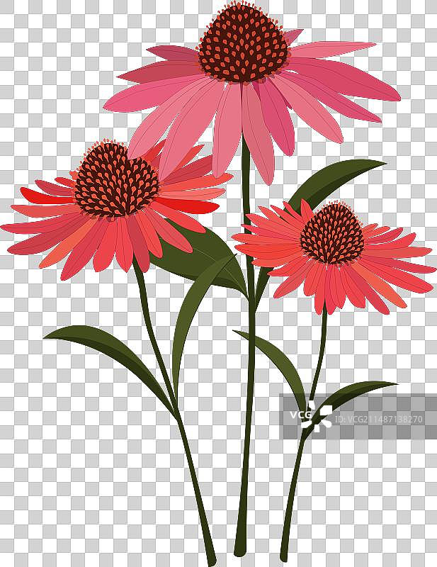 紫锥菊合集图片素材