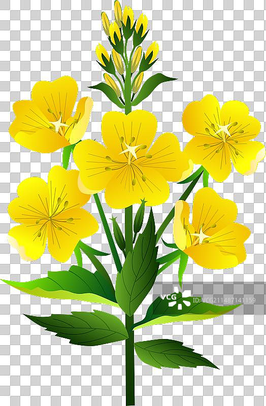 月见草花图片素材