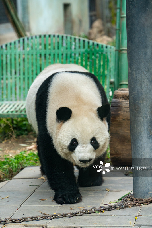 北京 动物园 熊猫图片素材