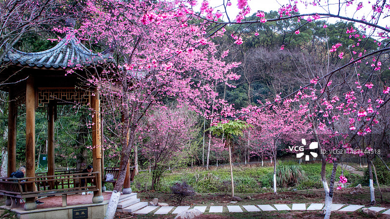亭子旁的樱花：福州森林公园图片素材