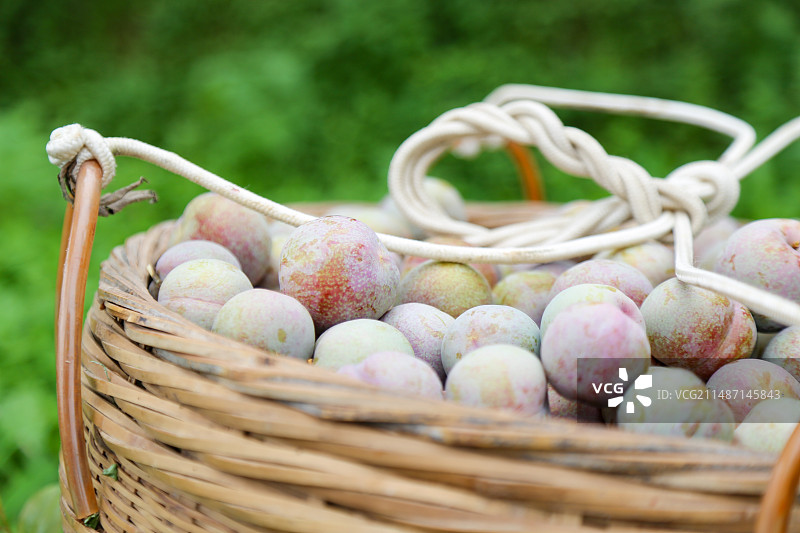 三华李采摘图片素材