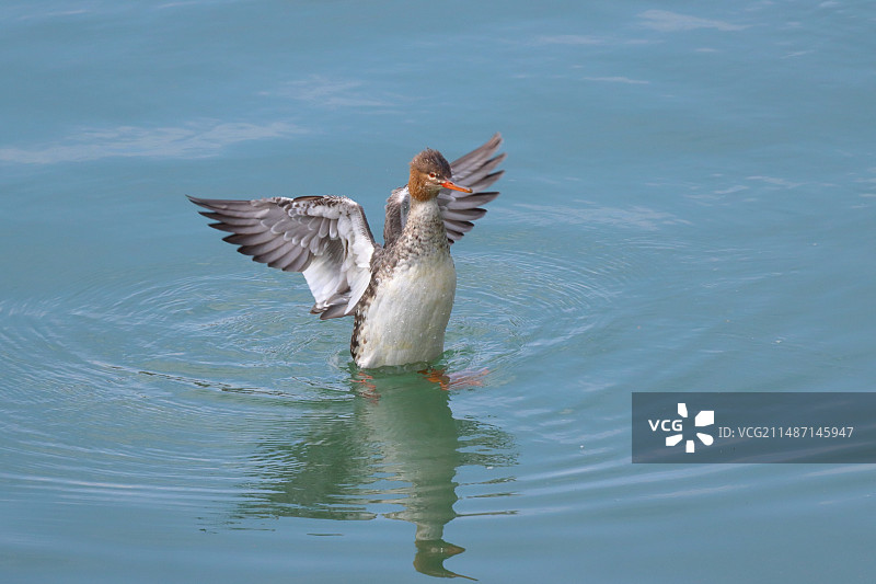红胸秋沙鸭图片素材
