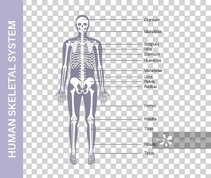 人体骨骼解剖结构图片素材