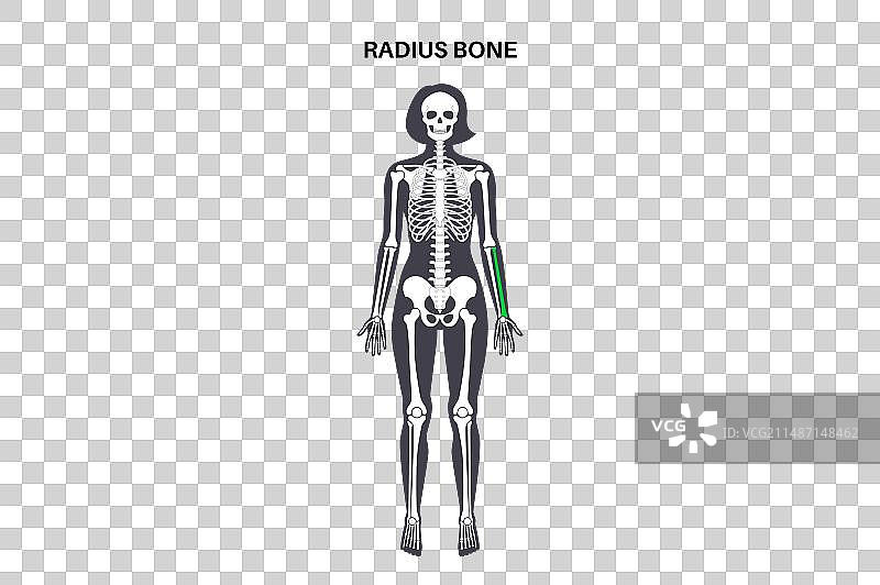 桡骨解剖图片素材