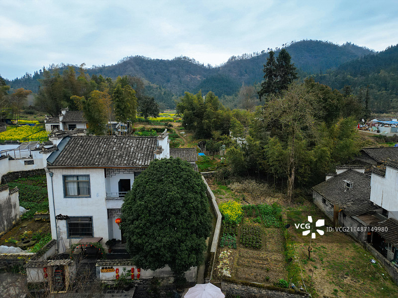 西递 徽派建筑 安徽 古村 写生 油菜花 航拍 黄山图片素材