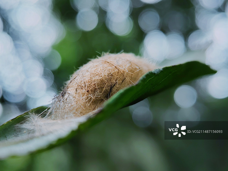 叶上虫巣图片素材